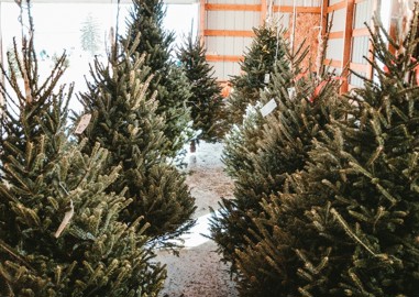 ‘Tis the season to choose a sustainable Christmas tree 🎄